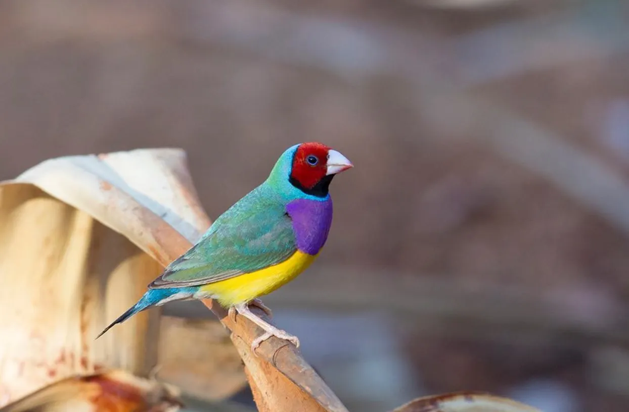 Gouldian Finch