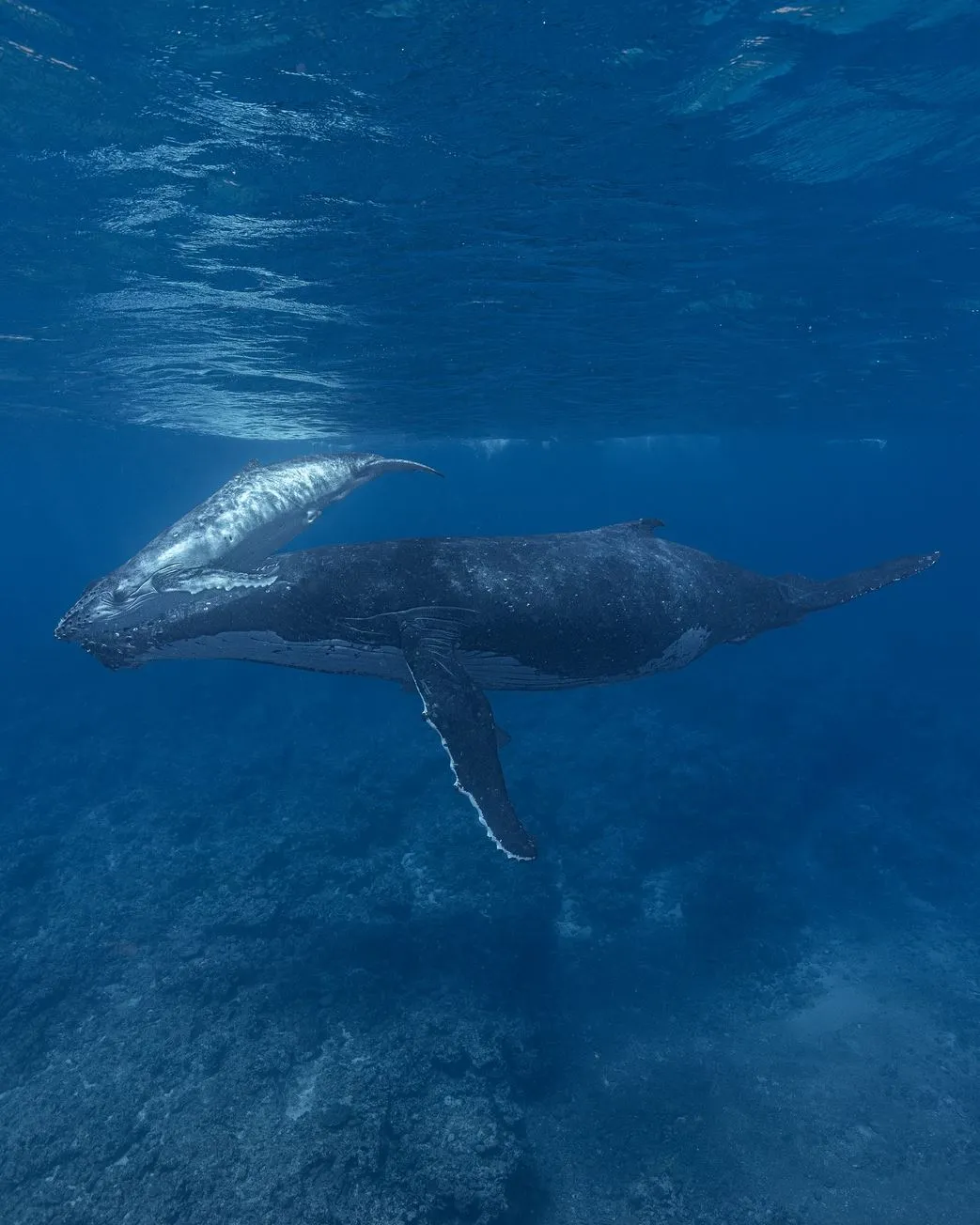 Humpback Whales