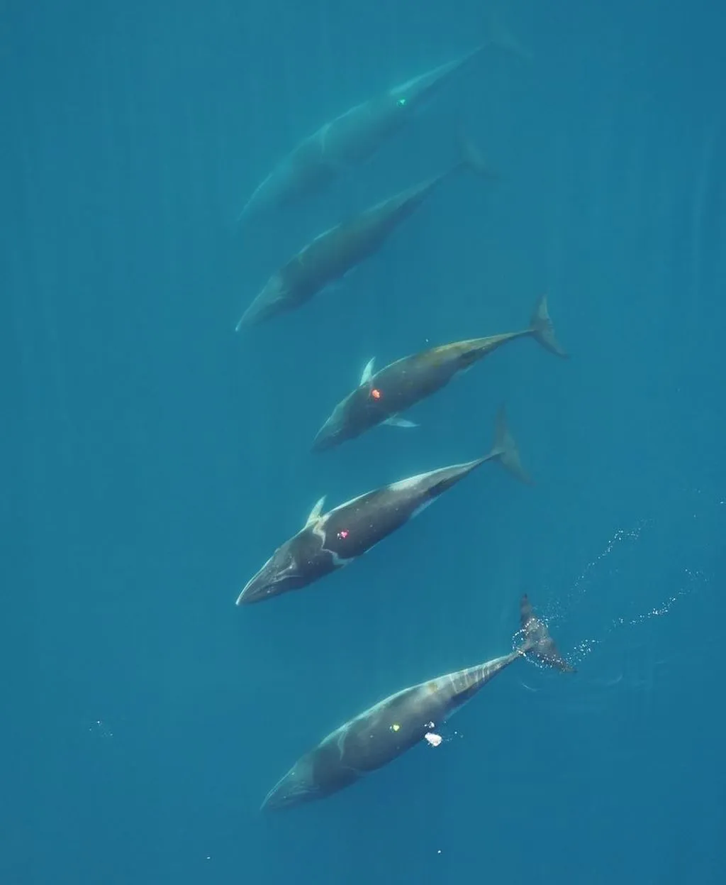 Minke Whales
