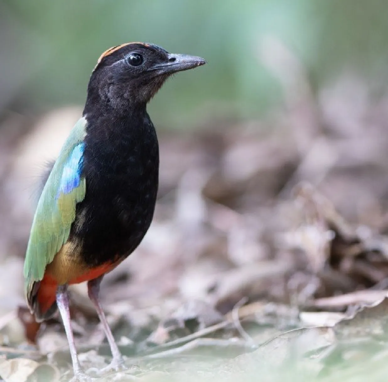 Rainbow Pitta