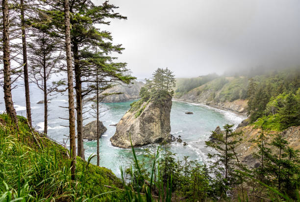 Exploring tide pools and marine life on the Oregon Coast
